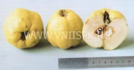 Сорт айвы Золотой Шар 0