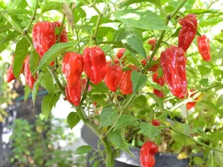 Сорт перца Бхут Джолокия (Bhut Jolokia)