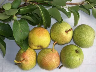 Сорт груши Лакомка
