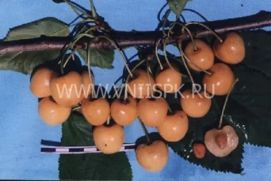 Сорт черешни Дрогана Жёлтая 0