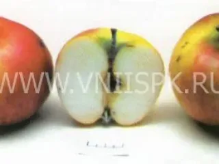 Сорт яблони Кортланд