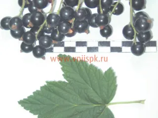 Сорт смородины черной Рясная