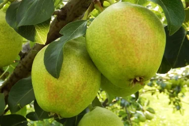 Сорт груши Летняя Забава 0