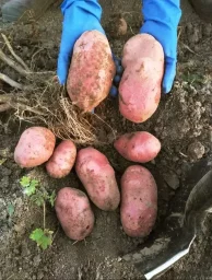 Сорт картофеля Уника 1