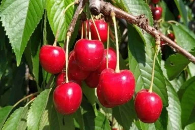Сорт черешни Крупноплодная 0