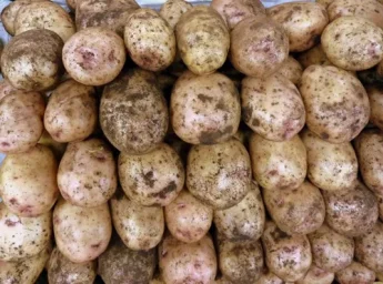 Сорт картофеля Синеглазка 1