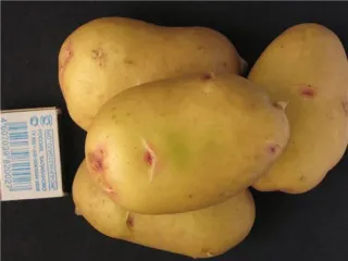 Сорт картофеля Сказка