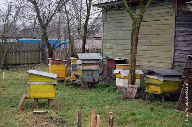 Там, где будут стоять ульи