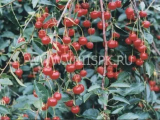 Сорт вишни Аляевская