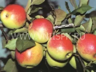 Сорт яблони Орловское Полесье