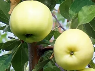 Сорт яблони Белое Летнее