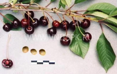Сорт вишни Брюнетка 0