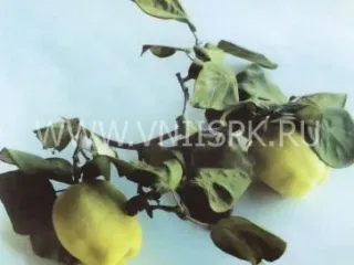 Сорт айвы Буйнакская Крупноплодная