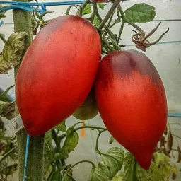 Сорт томата Паскаль из Пикардии 0