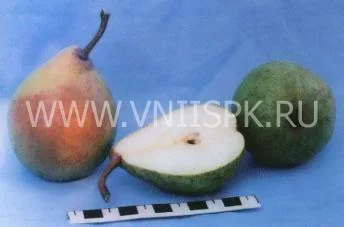 Сорт груши Нальчикская Костыка (Нальчикская Осенняя) 0