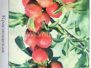 Сорт сливы китайской Краснощекая