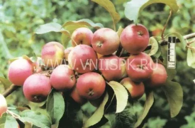Сорт яблони Осенняя Радость (Алтая) 0