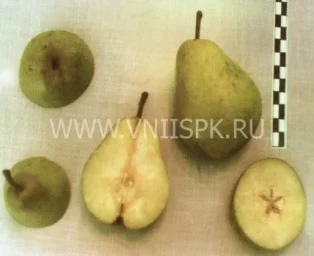 Сорт груши Веснянка 0