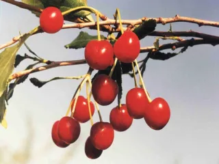 Сорт вишни Растунья