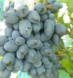 Сорт винограда Гала 2