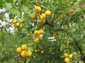 Сорт алычи Царская 1