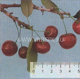 Сорт вишни Багряная 0
