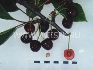 Сорт черешни Лезгинка