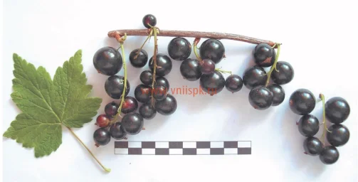 Сорт смородины черной Мила 0