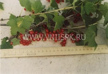 Сорт смородины красной Алая Зорька 0