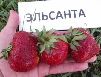 Сорт клубники Эльсанта 5