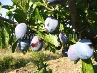 Сорт сливы домашней Кубанский Карлик 0