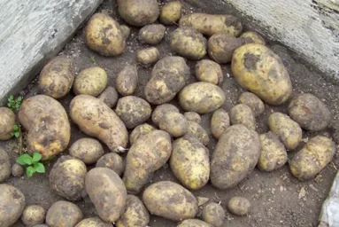 Сорт картофеля Фермер 0