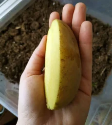 Сорт картофеля Эльмундо 2