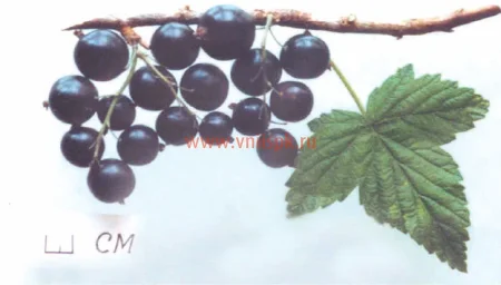 Сорт смородины черной Селеченская 0