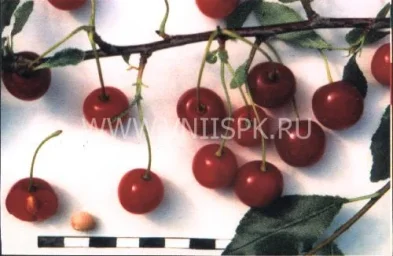 Сорт вишни Щедрая (Вишня) 0