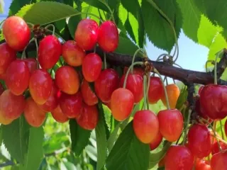 Сорт черешни Поэзия