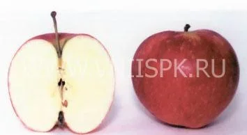 Сорт яблони Пепин Башкирский 0