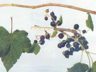 Сорт смородины черной Деликатес