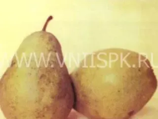 Сорт груши Кубанская Поздняя (Груша)