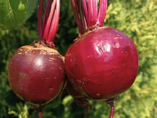 Сорт свеклы Барыня
