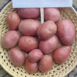 Сорт картофеля Альвара 0