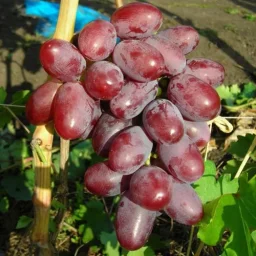 Сорт винограда Фавор 1