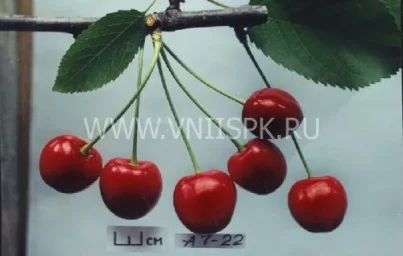 Сорт черешни Лена 0