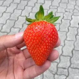 Сорт клубники Мурано 2