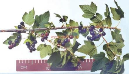Сорт смородины черной Велюр 0