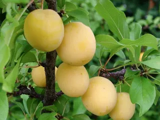 Сорт алычи Злато скифов