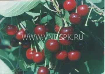 Сорт вишни Саратовская Малышка 0