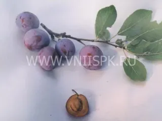 Сорт сливы домашней Яичная Синяя
