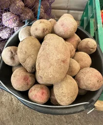 Сорт картофеля Калинка 0
