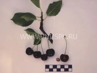 Сорт вишни Лозновская